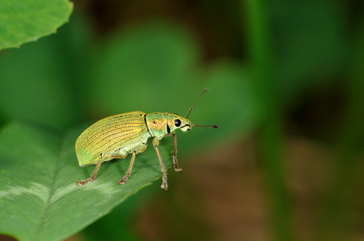 Polydrusus formosus - Curculionidae